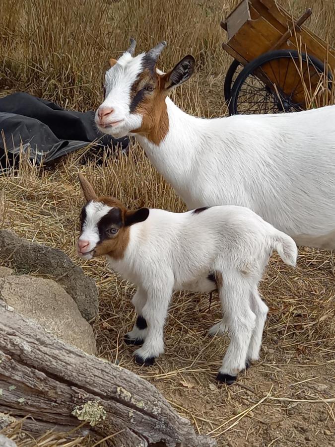 Willa Le Domaine De La Petite Chevre Ploumagoar Zewnętrze zdjęcie