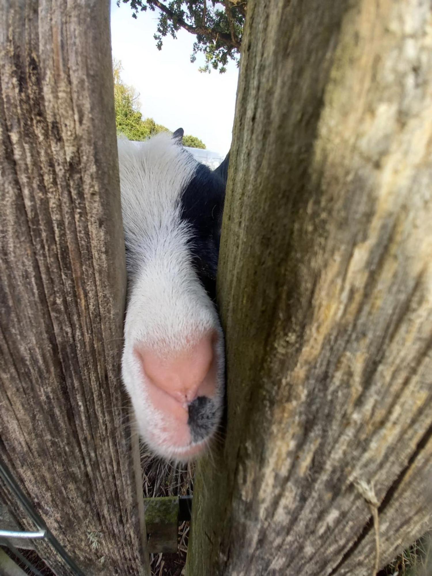 Willa Le Domaine De La Petite Chevre Ploumagoar Zewnętrze zdjęcie